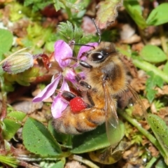 Apis mellifera (European honey bee) at Majura, ACT - 29 Aug 2020 by TimL