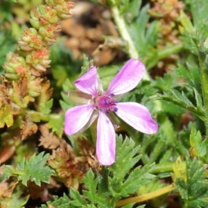 Apis mellifera at Majura, ACT - 29 Aug 2020