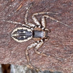 Tharpyna campestrata (Country Crab Spider) at Mount Ainslie - 31 Aug 2020 by jb2602