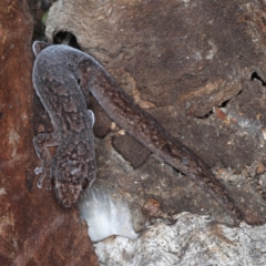 Christinus marmoratus (Southern Marbled Gecko) at Majura, ACT - 31 Aug 2020 by jb2602