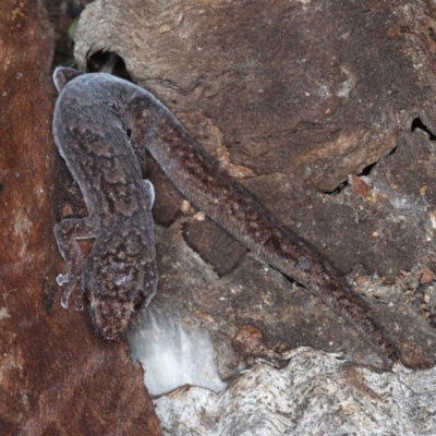 Christinus marmoratus (Southern Marbled Gecko) at Mount Ainslie - 31 Aug 2020 by jbromilow50