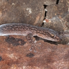 Christinus marmoratus at Majura, ACT - 31 Aug 2020