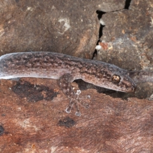 Christinus marmoratus at Majura, ACT - 31 Aug 2020