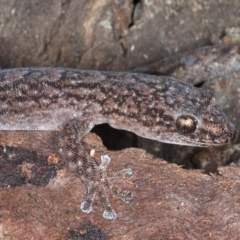 Christinus marmoratus at Majura, ACT - 31 Aug 2020