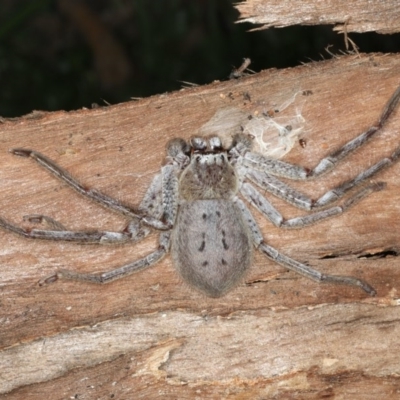Isopeda (genus) (Huntsman Spider) at Majura, ACT - 31 Aug 2020 by jb2602