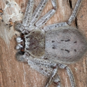 Isopeda sp. (genus) at Majura, ACT - 31 Aug 2020