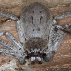 Isopeda sp. (genus) at Majura, ACT - 31 Aug 2020