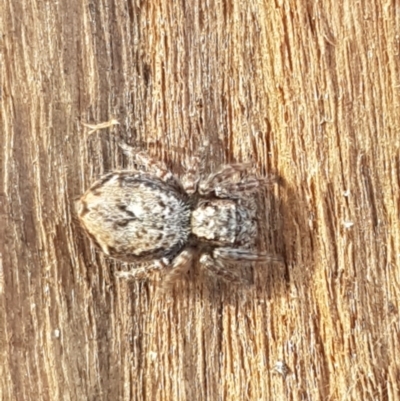 Servaea sp. (genus) (Unidentified Servaea jumping spider) at Lyneham Wetland - 31 Aug 2020 by tpreston