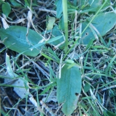 Pterostylis oblonga at Bawley Point, NSW - 1 Sep 2020