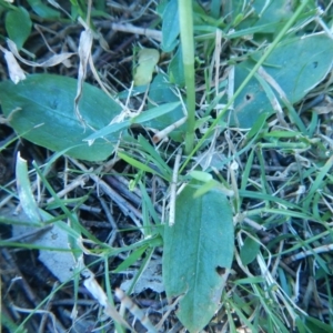 Pterostylis oblonga at Bawley Point, NSW - 1 Sep 2020