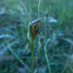 Pterostylis oblonga at Bawley Point, NSW - 1 Sep 2020