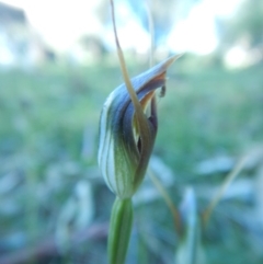 Pterostylis oblonga at Bawley Point, NSW - 1 Sep 2020