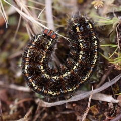 Apina callisto (Pasture Day Moth) at Mount Painter - 30 Aug 2020 by Heino1