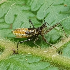 Reduviidae (family) (An assassin bug) at Gulaga National Park - 20 Jan 2019 by Jennifer Willcox