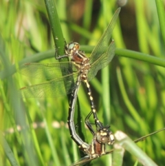 Synthemis eustalacta (Swamp Tigertail) at Banks, ACT - 31 Mar 2020 by MichaelBedingfield