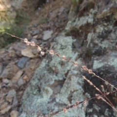 Digitaria brownii (Cotton Panic Grass) at Rob Roy Range - 31 Mar 2020 by michaelb