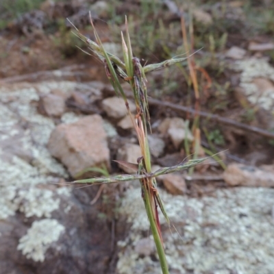Cymbopogon refractus (Barbed-wire Grass) at Rob Roy Range - 31 Mar 2020 by michaelb