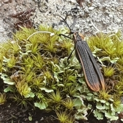 Lycidae sp. (family) (Net-winged beetle) at Gulaga National Park - 20 Jan 2019 by Jennifer Willcox