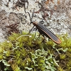 Lycidae sp. (family) at Narooma, NSW - 20 Jan 2019