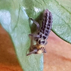 Illeis galbula (Fungus-eating Ladybird) at Bega, NSW - 29 Apr 2019 by JenniferWillcox