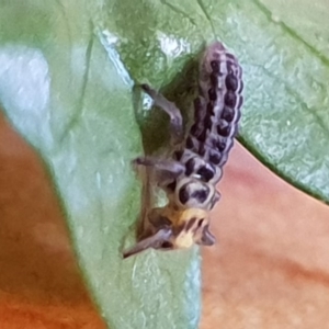 Illeis galbula at Bega, NSW - 29 Apr 2019 02:09 PM