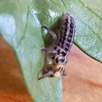 Illeis galbula (Fungus-eating Ladybird) at Bega, NSW - 29 Apr 2019 by JenniferWillcox