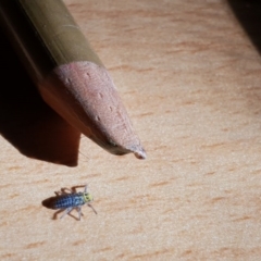 Illeis galbula at Bega, NSW - 29 Apr 2019 02:09 PM