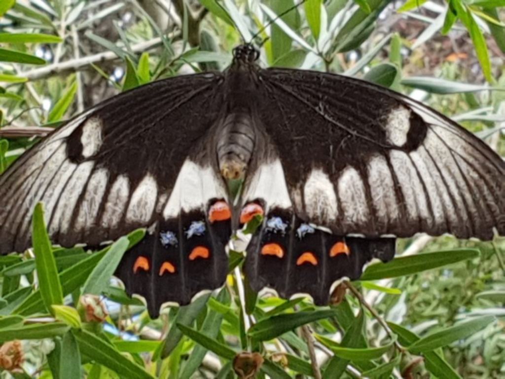Papilio aegeus at Bega, NSW - 22 Feb 2019