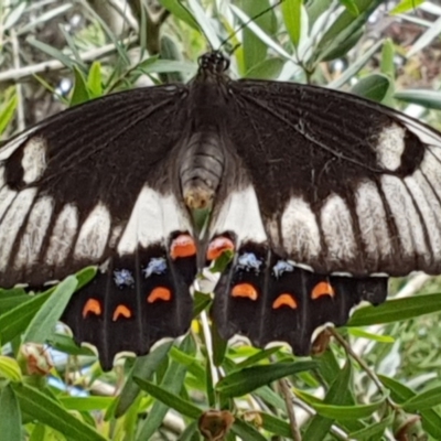 Papilio aegeus (Orchard Swallowtail, Large Citrus Butterfly) at Bega, NSW - 22 Feb 2019 by Jennifer Willcox