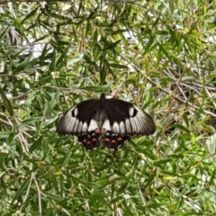 Papilio aegeus at Bega, NSW - 22 Feb 2019 11:56 AM