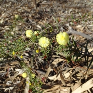 Acacia ulicifolia at Garran, ACT - 31 Aug 2020 03:54 PM