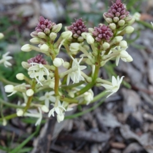 Stackhousia monogyna at Symonston, ACT - 31 Aug 2020