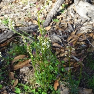 Stackhousia monogyna at Symonston, ACT - 31 Aug 2020