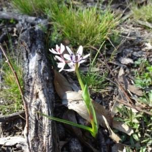 Wurmbea dioica subsp. dioica at Symonston, ACT - 31 Aug 2020