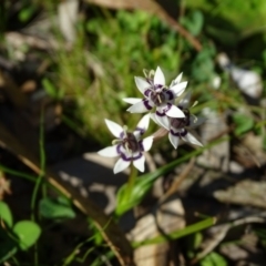Wurmbea dioica subsp. dioica at Symonston, ACT - 31 Aug 2020