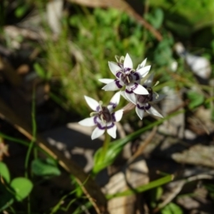 Wurmbea dioica subsp. dioica at Symonston, ACT - 31 Aug 2020