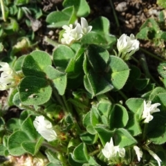 Trifolium subterraneum (Subterranean Clover) at Mount Mugga Mugga - 31 Aug 2020 by Mike