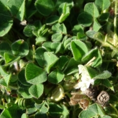 Trifolium subterraneum at Symonston, ACT - 31 Aug 2020 03:39 PM