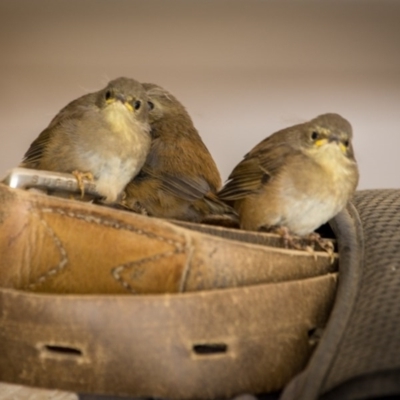 Sericornis frontalis (White-browed Scrubwren) at Murrumbateman, NSW - 31 Aug 2020 by SallyandPeter