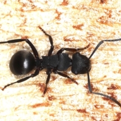 Polyrhachis phryne (A spiny ant) at Majura, ACT - 31 Aug 2020 by jb2602