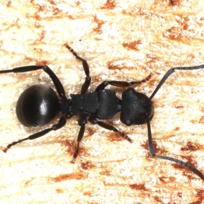 Polyrhachis phryne (A spiny ant) at Majura, ACT - 31 Aug 2020 by jb2602