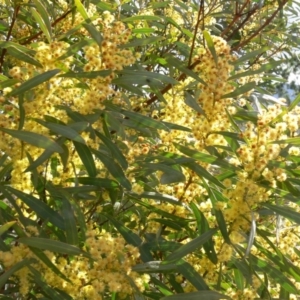 Acacia rubida at Coree, ACT - 31 Aug 2020