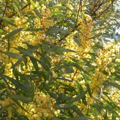 Acacia rubida (Red-stemmed Wattle, Red-leaved Wattle) at Lower Cotter Catchment - 30 Aug 2020 by SusanneG