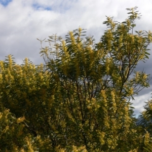 Acacia rubida at Coree, ACT - 31 Aug 2020