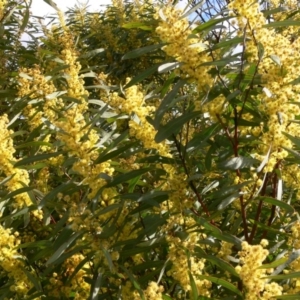 Acacia rubida at Coree, ACT - 31 Aug 2020