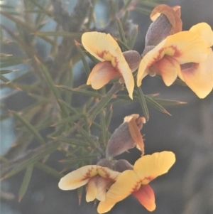 Dillwynia sieberi at Kowen, ACT - 31 Aug 2020 10:58 AM