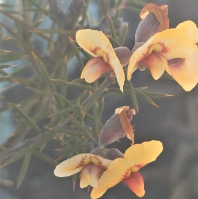 Dillwynia sieberi (A Parrot Pea) at Kowen, ACT - 31 Aug 2020 by JaneR