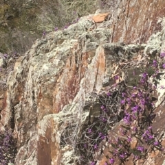 Hardenbergia violacea (False Sarsaparilla) at Kowen, ACT - 31 Aug 2020 by JaneR