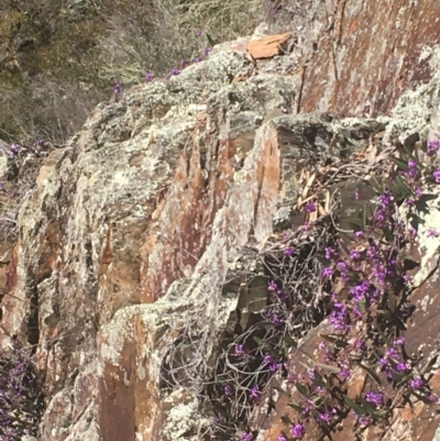 Hardenbergia violacea (False Sarsaparilla) at Kowen, ACT - 31 Aug 2020 by JaneR