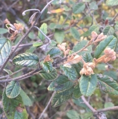 Pomaderris betulina subsp. betulina (Birch Pomaderris) at Kowen, ACT - 31 Aug 2020 by JaneR